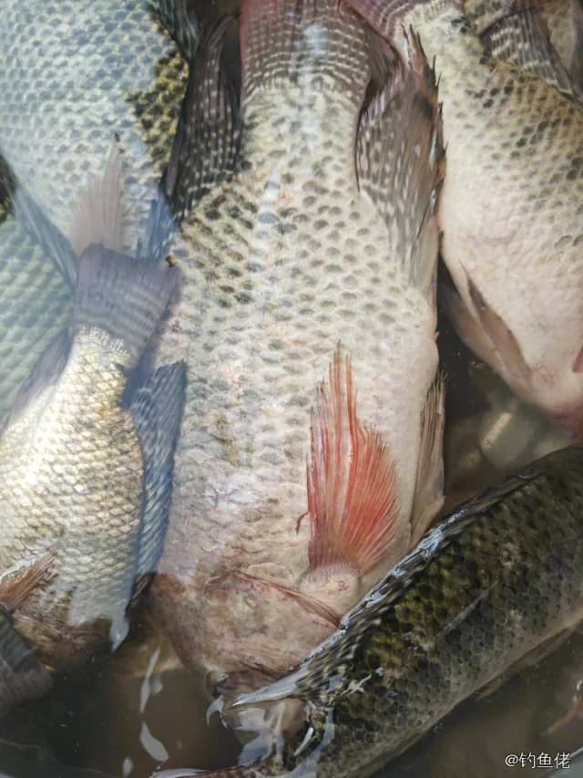 尼罗非鲫钓获 0.8kg