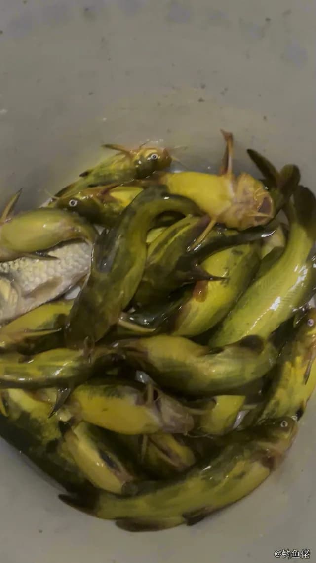 黄颡鱼钓获 0.03kg