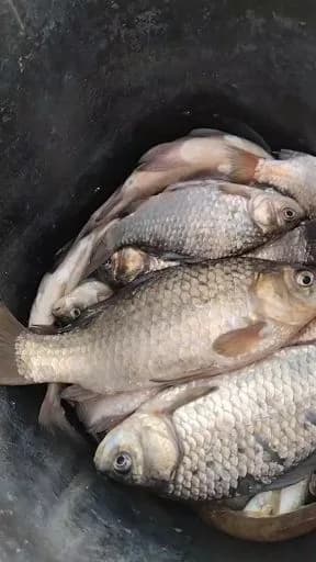 鲫鱼钓获 5kg