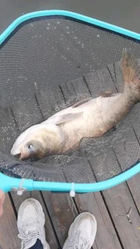 鲢鱼钓获 7.3kg