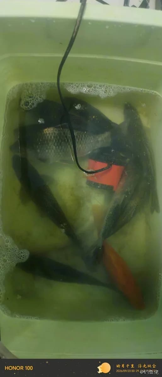 鲫鱼钓获 0.3kg