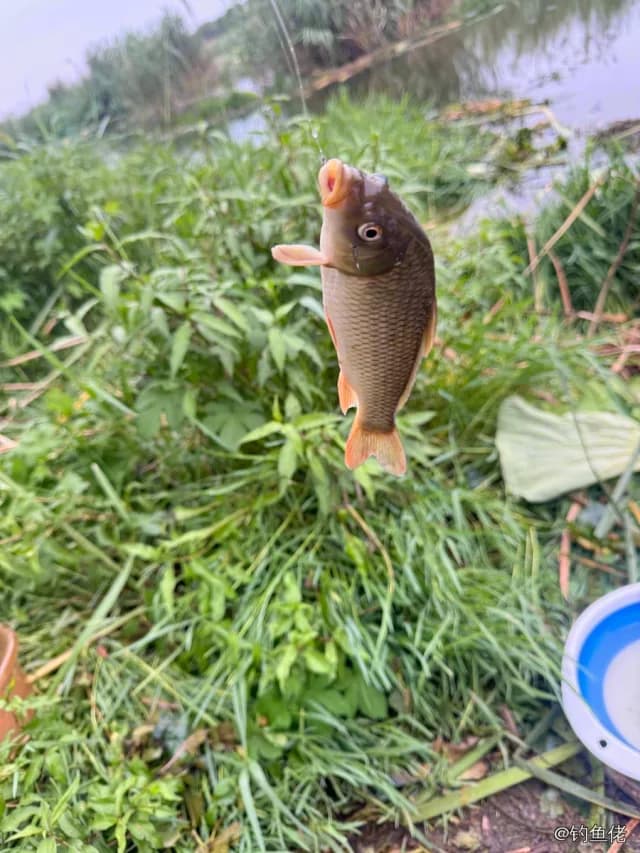 鲤鱼钓获 4kg
