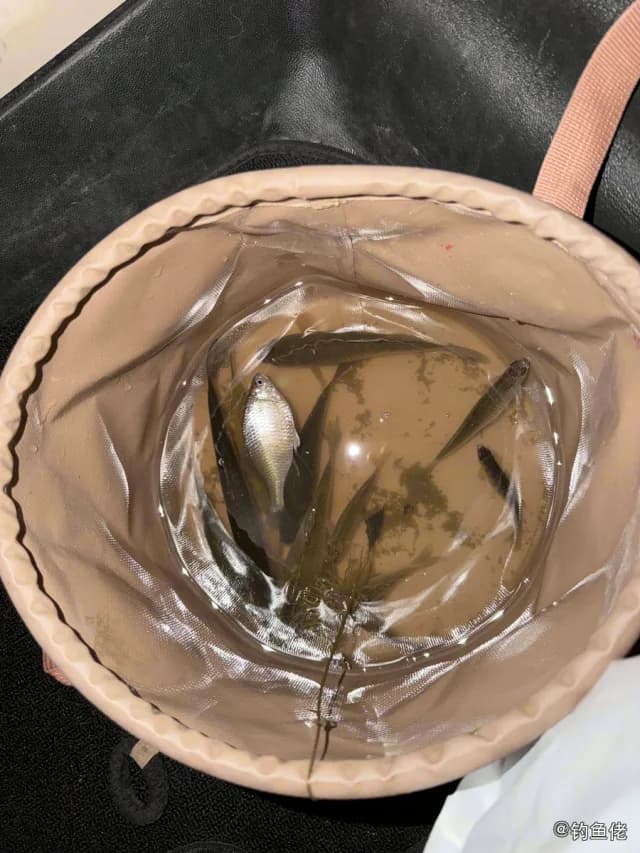 翘嘴鲌钓获 0.01kg