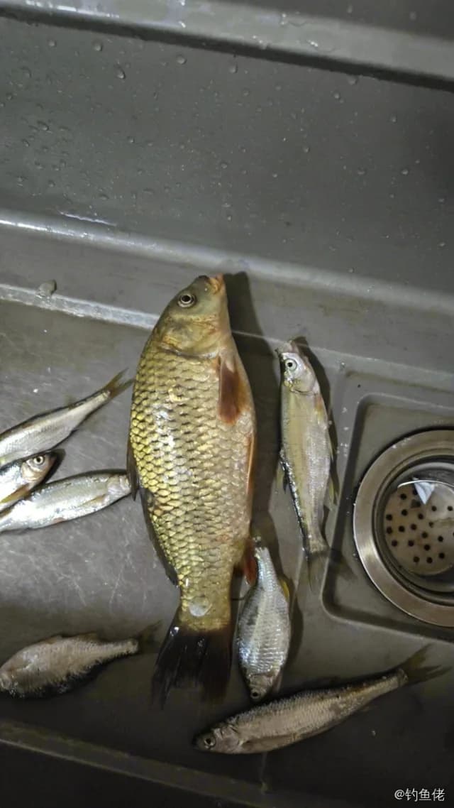 鲤鱼钓获 1.5kg