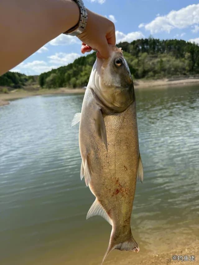 鲢鱼钓获 4kg