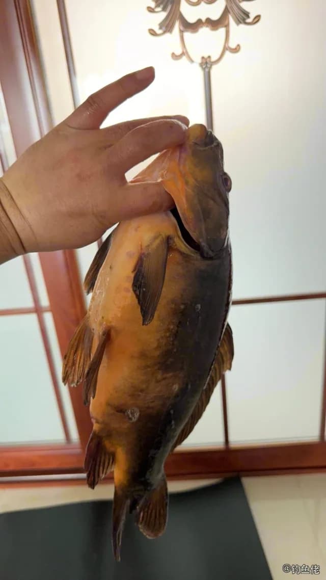 鲤鱼钓获 1.8kg