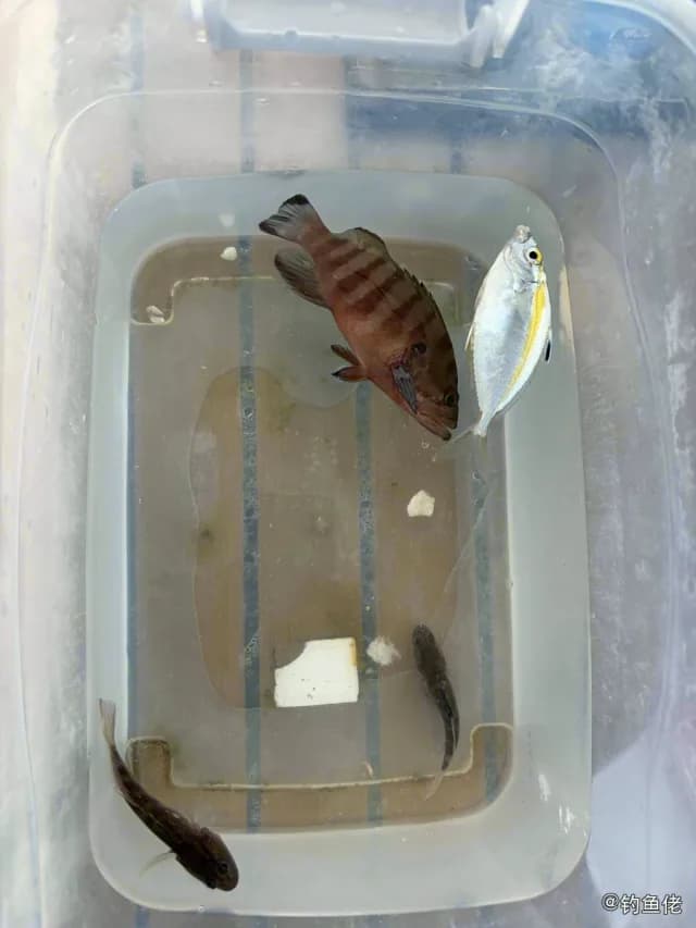 横纹九棘鲈钓获 0.05kg