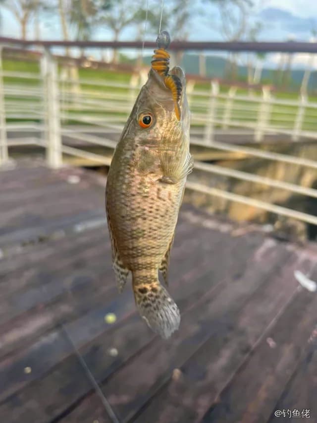 花身副丽鱼钓获 0.25kg