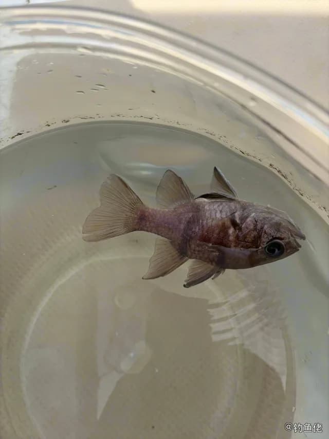 垂带天竺鲷钓获 0.6kg