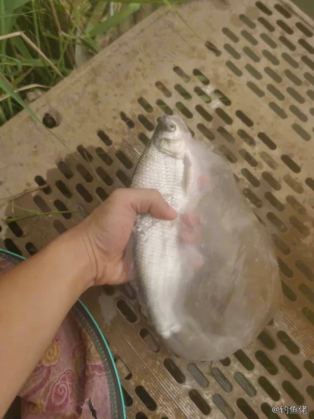 鲢鱼钓获 0.2kg