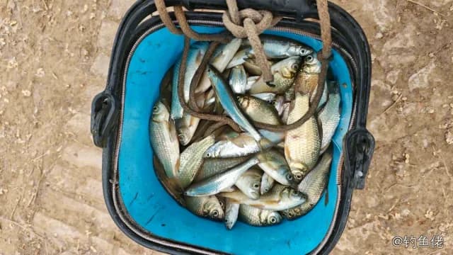 鲫鱼钓获 1kg