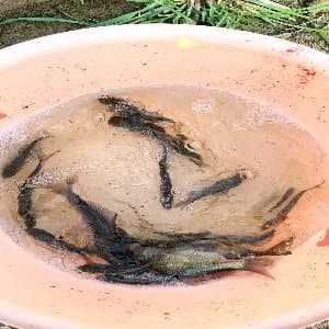 鲫鱼钓获 1.3kg