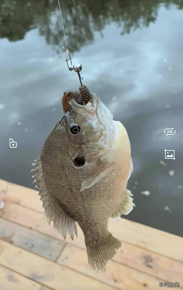 蓝太阳鱼钓获 0.2kg