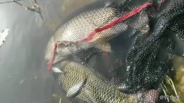 鲤鱼钓获 4.5kg