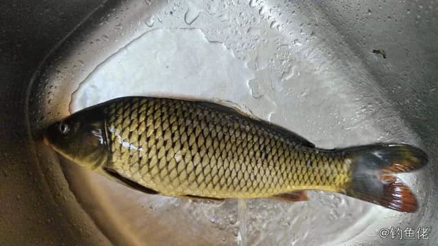 鲤鱼钓获 1.4kg