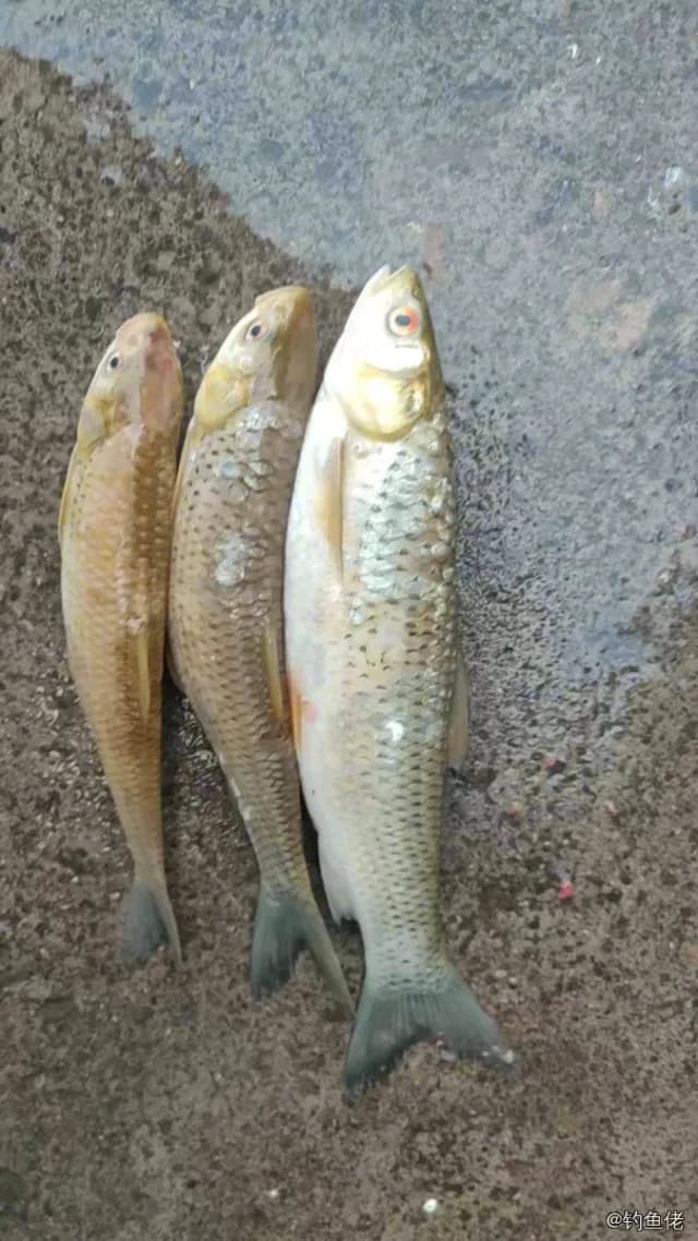 赤眼鳟钓获 0.5kg