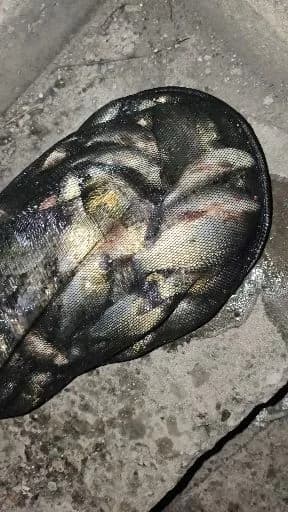 鲫鱼钓获 1.3kg