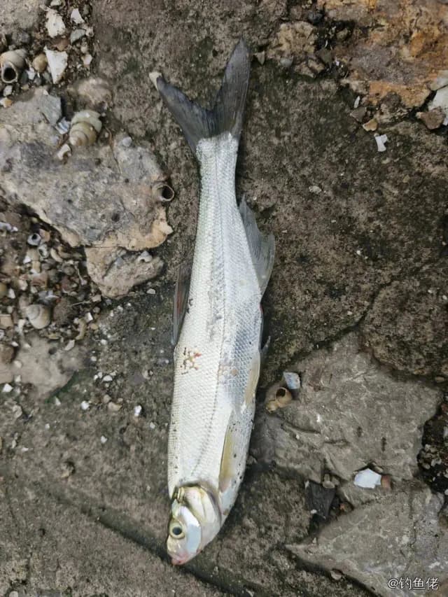 翘嘴鲌钓获 1kg