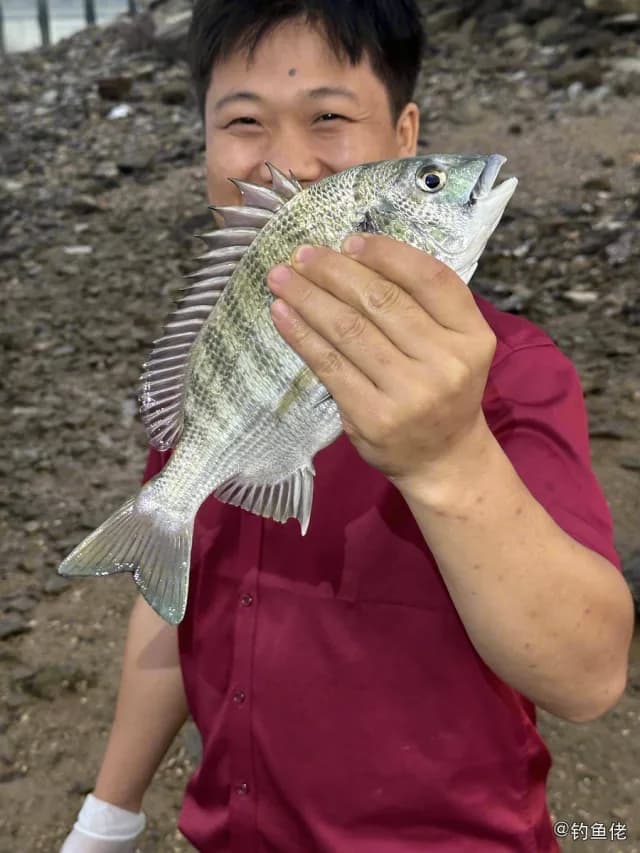 黑棘鲷钓获 0.6kg