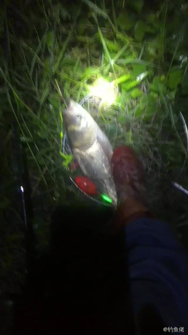 鲢鱼钓获 1.8kg