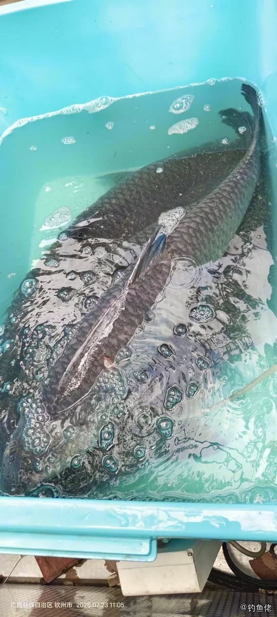 青鱼钓获 8kg