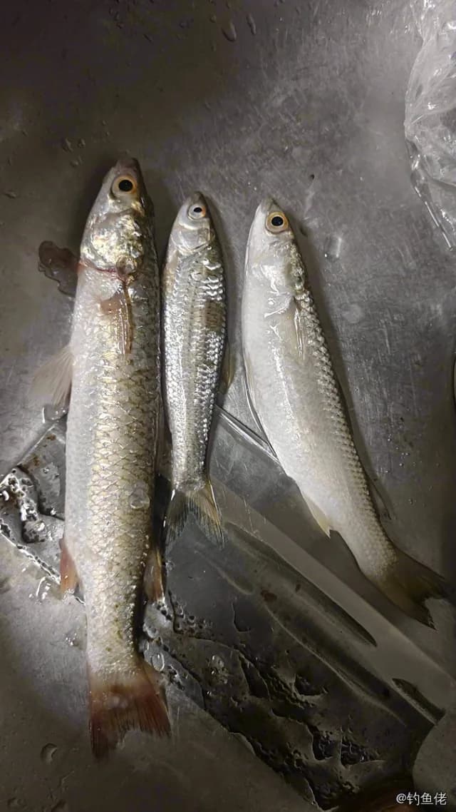 长鳍莫鲻钓获 0.2kg