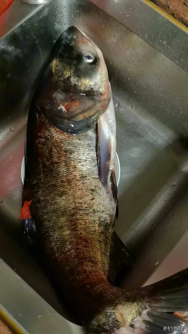 鳙鱼钓获 4kg
