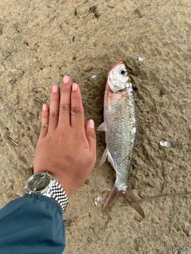大海鲢钓获 0.5kg