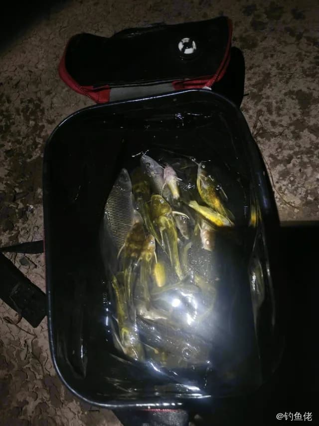 翘嘴鲌钓获 1kg