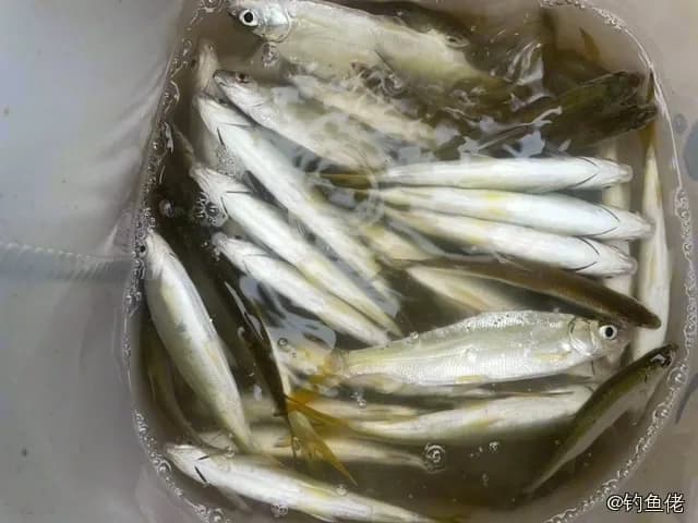 太平洋玉筋鱼钓获 0.1kg