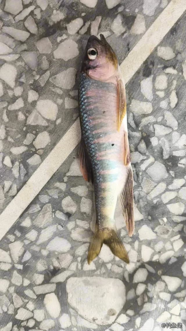 宽鳍鱲钓获 0.2kg