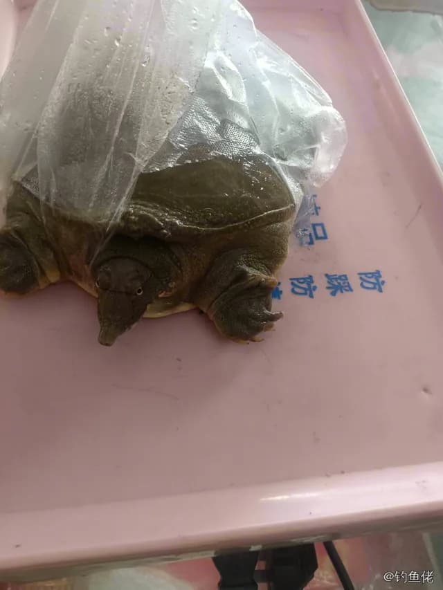 翘嘴鲌钓获 1kg