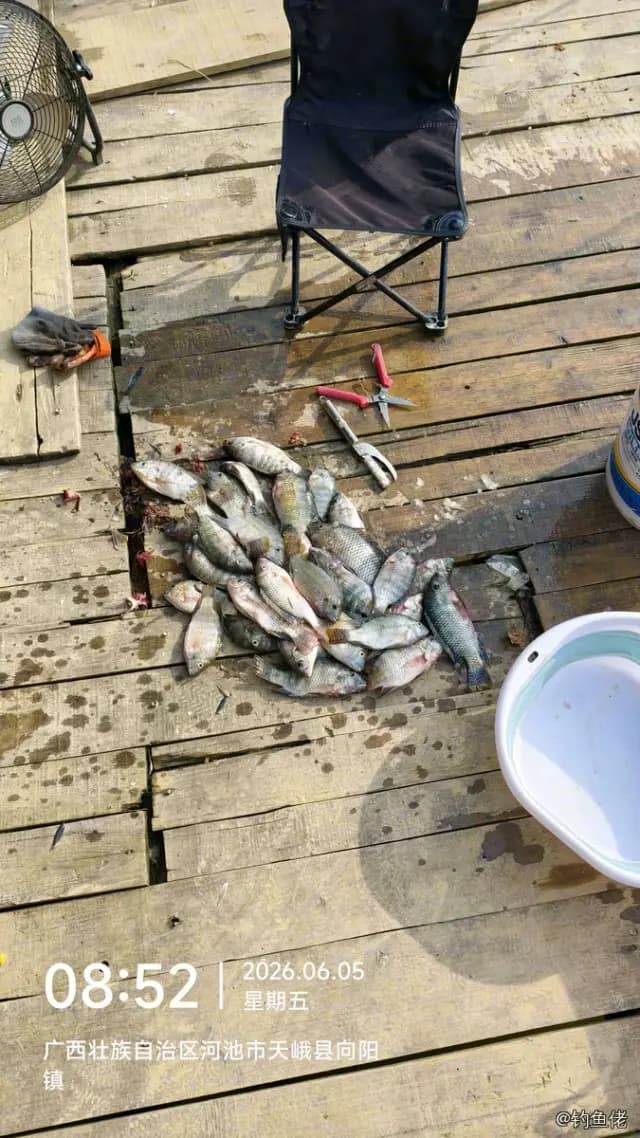 尼罗非鲫钓获 0.5kg