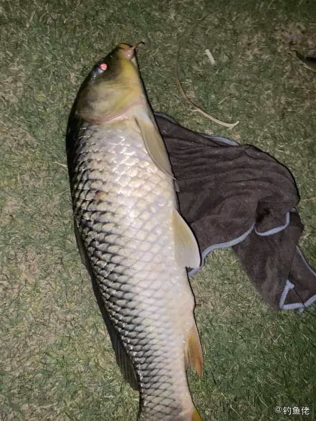 鲤鱼钓获 4kg