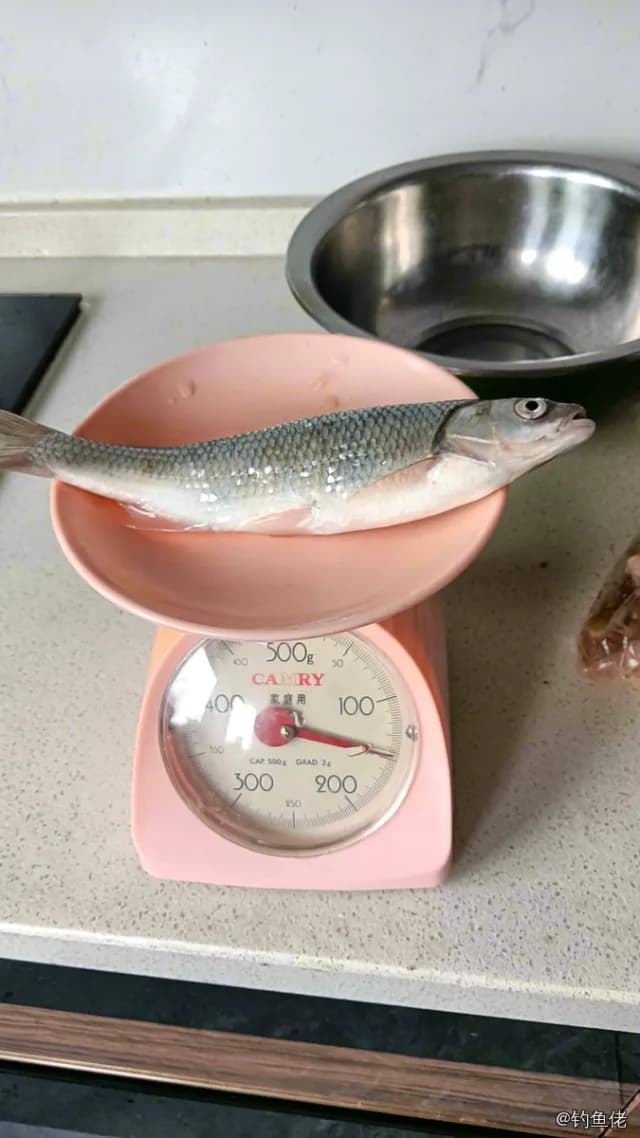 唇䱻钓获 1kg