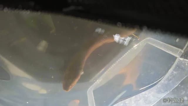 黄鳝钓获 0.2kg