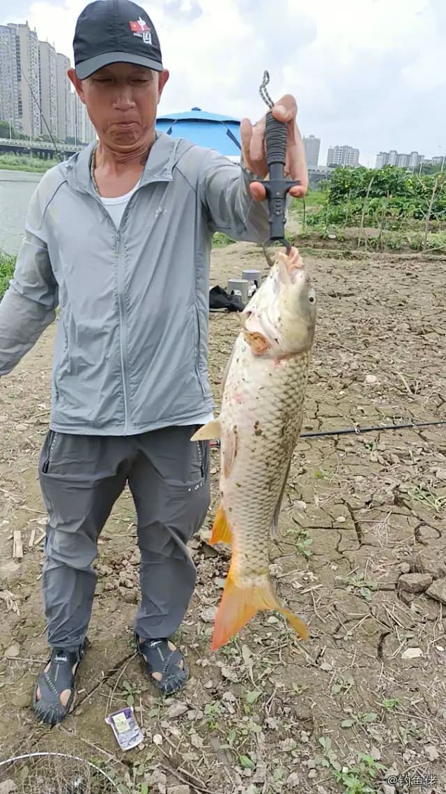 鲤鱼钓获 4kg