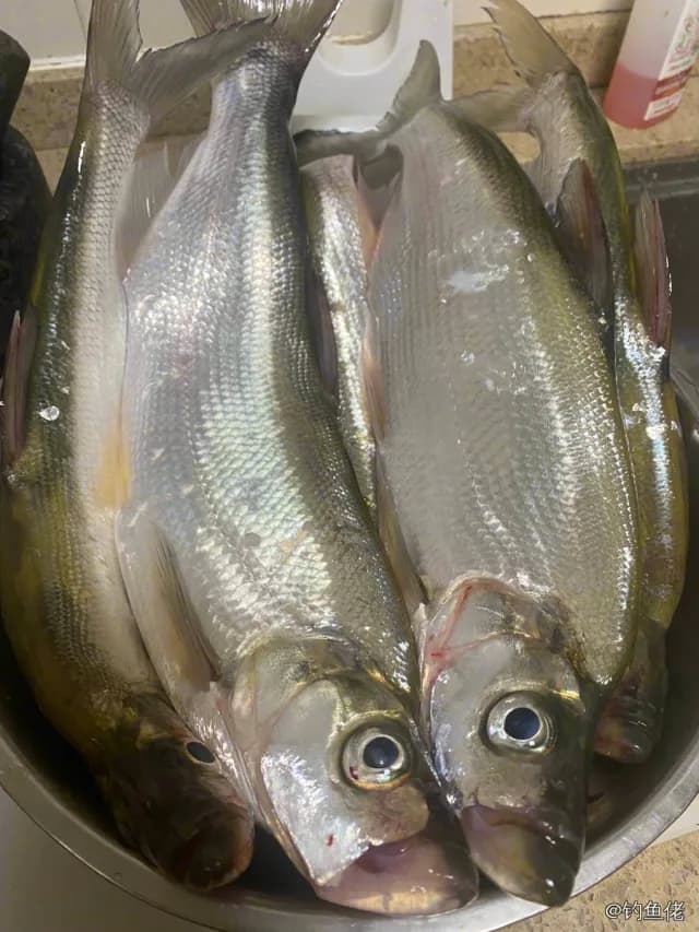 翘嘴鲌钓获 1.9kg