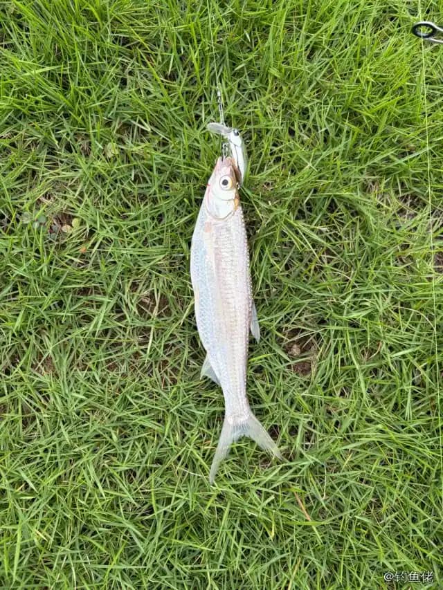 白条钓获 0.3kg