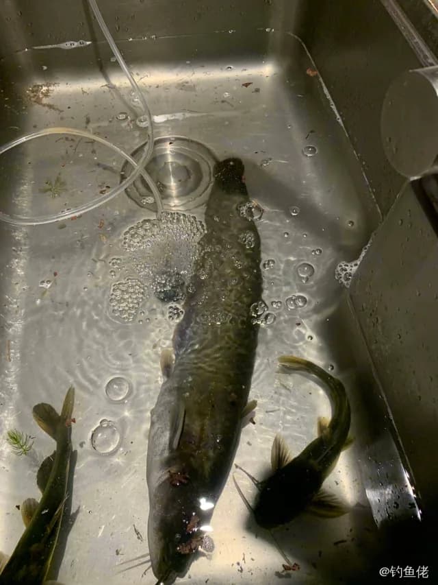 鲶鱼钓获 1kg