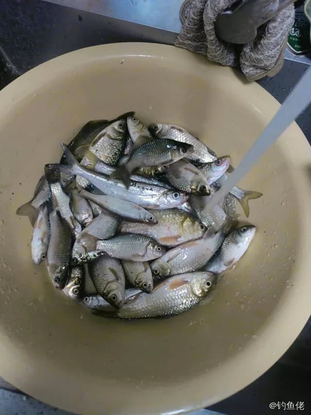 鲫鱼钓获 0.45kg