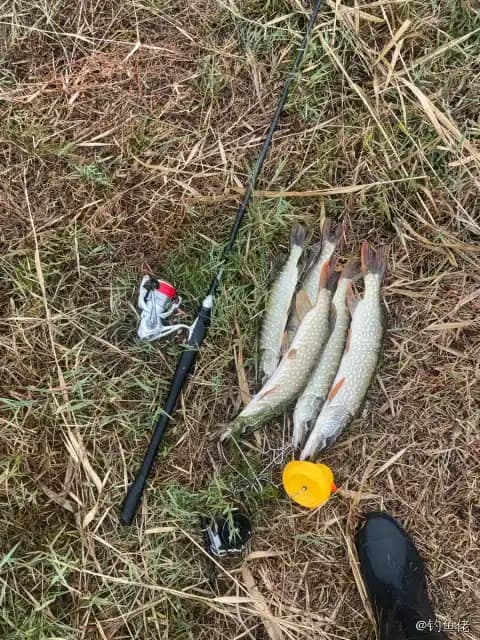 白斑狗鱼钓获 2.5kg