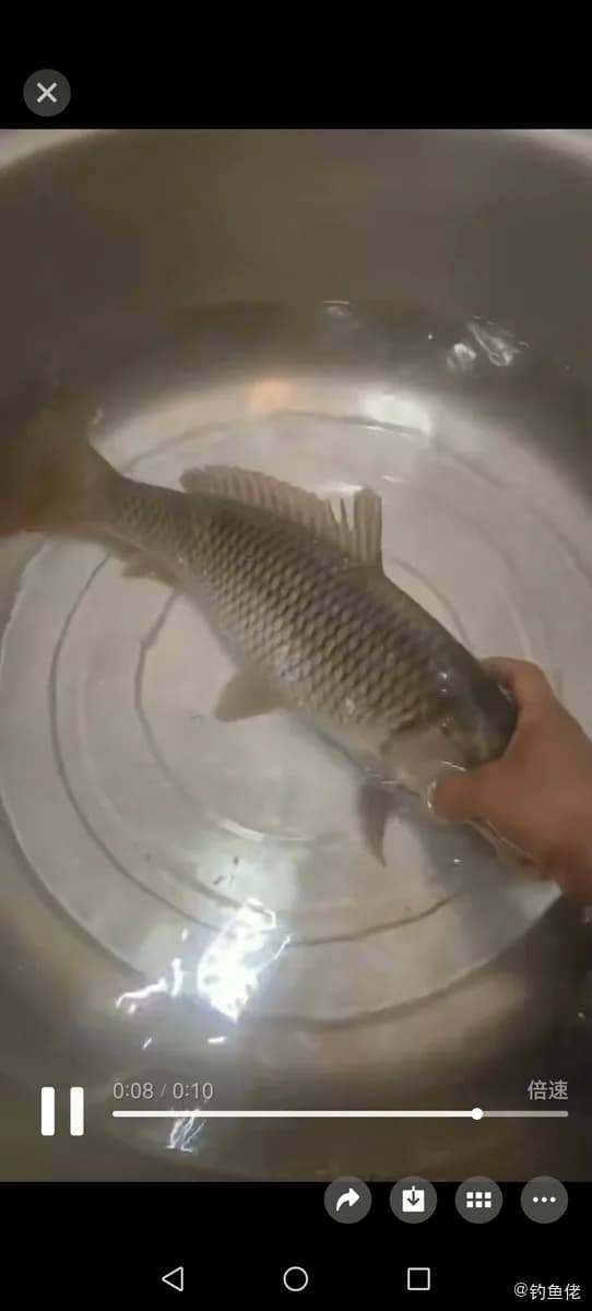 金鱼钓获 1.75kg