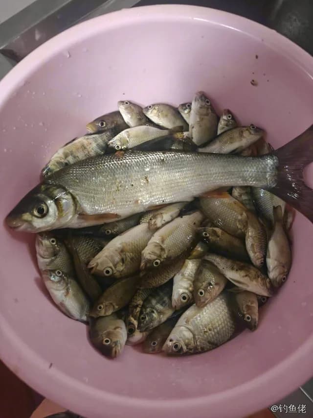 银鲫钓获 0.01kg