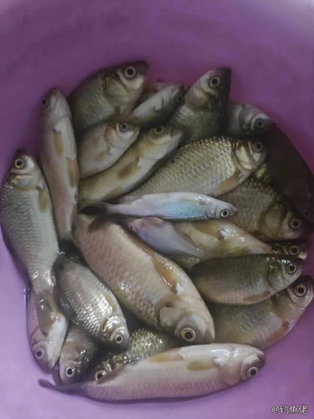 鲫鱼钓获 0.45kg