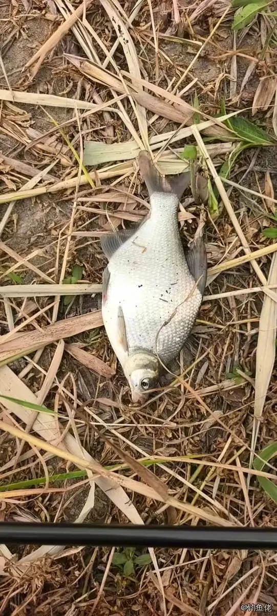 鳊鱼钓获 0.6kg