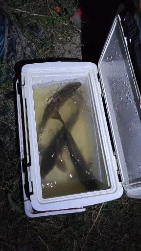 鲤鱼钓获 1.4kg