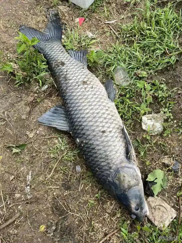 青鱼钓获 16.4kg