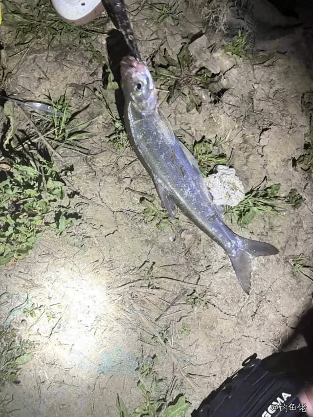 翘嘴鲌钓获 2kg