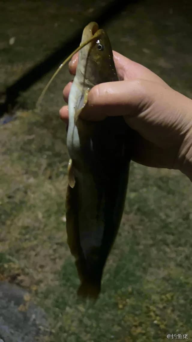鲶鱼钓获 1.8kg